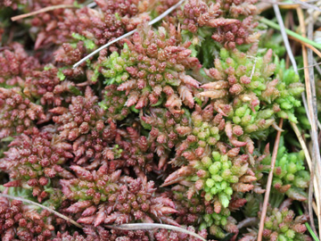 Sphagnum_magellanicum_Recker_Moor_181016_CB01.jpg