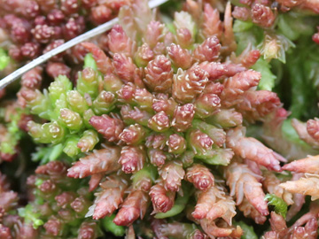 Sphagnum_magellanicum_Recker_Moor_181016_CB01_2.jpg