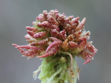 Sphagnum_magellanicum_Recker_Moor_181016_CB02.jpg