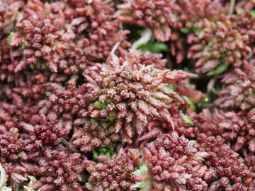 Sphagnum_magellanicum_Recker_Moor_181016_CB03.jpg