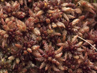 Sphagnum_magellanicum_Soest_261015_BM01.jpg