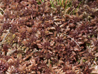 Sphagnum_magellanicum_Soest_261015_BM02.jpg