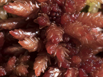 Sphagnum_magellanicum_Soest_261015_BM04.jpg