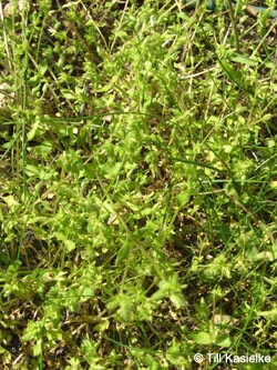 Stellaria%20pallida_HERCrange050513_TK01.jpg