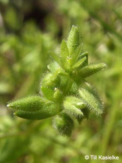 Stellaria%20pallida_HERCrange050513_TK02.jpg