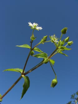 Stellaria_aquatica_100906_ja04.jpg