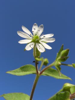 Stellaria_aquatica_100906_ja05.jpg