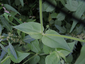 Stellaria_aquatica_KWorringen_Rhein_Flutmulde_181916_ja01.jpg