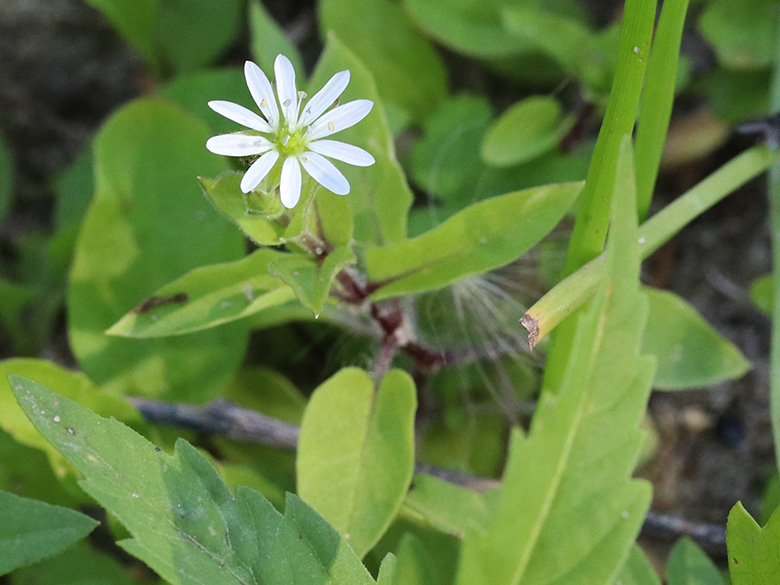 Stellaria_aquatica_Lippborg_Lippeaue_250819_ja01.jpg