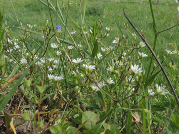 Stellaria_graminea_Remscheid_Feldbachtal_101017_ja02.jpg