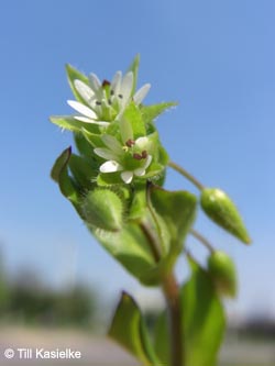 Stellaria_media_HERCrange050513_TK01.jpg