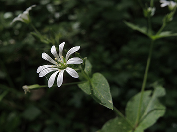 Stellaria_nemorum_Hoennetal_290418_ja06.jpg