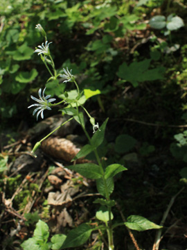 Stellaria_nemorum_Schwarzwald2017_2_160617_VU01.jpg