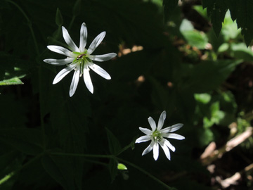 Stellaria_nemorum_Schwarzwald2017_ZastlerHuette_160617_ja02.jpg