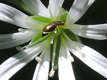 Stellaria_nemorum_Schwarzwald2017_ZastlerHuette_160617_ja02_2.jpg