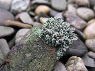 Stereocaulon_vesuvianum_BORUB250114_ja02.jpg
