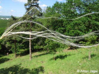 Stipa_pulcherrima_SWHaenge_Kyffhaeuser040610_ja01.jpg