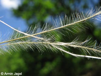 Stipa_pulcherrima_SWHaenge_Kyffhaeuser040610_ja04.jpg