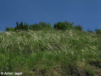 Stipa_pulcherrima_SWHaenge_Kyffhaeuser040610_ja07.jpg