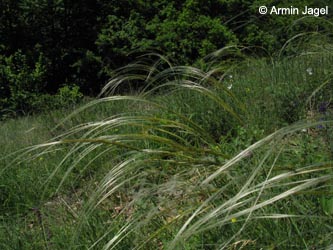 Stipa_pulcherrima_SWHaenge_Kyffhaeuser040610_ja12.jpg