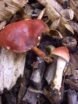 Stropharia_aurantiaca_251009_TK03.jpg