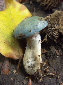 Stropharia_caerulea_Kalwes_251009_TK01.jpg