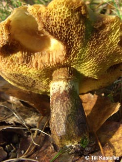 Suillus_grevillei_BGBO251009_TK02.jpg