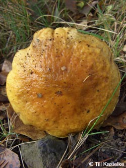 Suillus_grevillei_BGBO251009_TK04.jpg