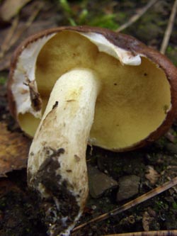 Suillus_luteus_251009_TK01.jpg