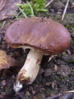 Suillus_luteus_251009_TK02.jpg