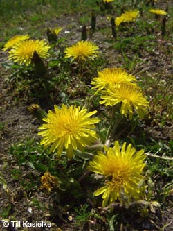 Taraxacum_HERCrange050513_TK01.jpg