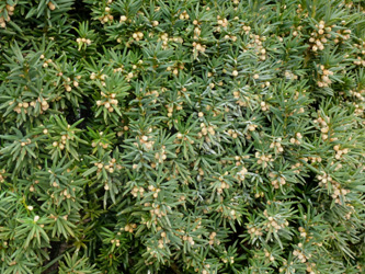 Taxus_baccata_BOWeitmarFranziskusfriedhof_060316_ho02.jpg