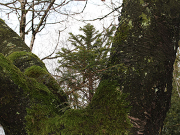 Taxus_baccata_auf_Kirschbaum_Bochum_Unicenter_Kryptogamen_210118_CB02.jpg