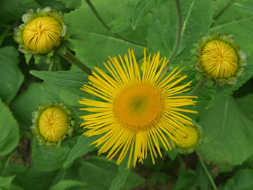 Telekia_speciosa_BO230606_ja01.jpg