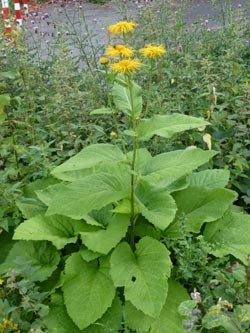 Telekia_speciosa_BOQuerenburg_Uni_120914_Hae01.jpg