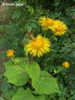 Telekia_speciosa_RUB250608_ja01.jpg