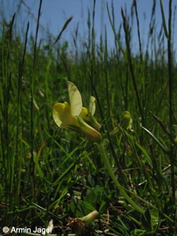 Tetragonolobus_maritimus_RunstedterSee_Kyffhaeuser050610_ja04.jpg