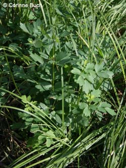 Thalictrum_flavum_Elbe2008_3_CB09.jpg