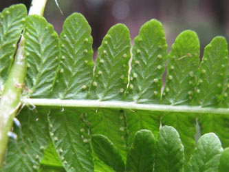 Thelypteris_limbosperma_HagenFarne_130713_ja15.jpg