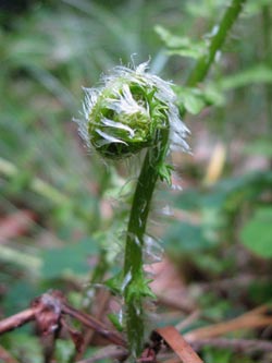 Thelypteris_limbosperma_HagenFarne_130713_ja18.jpg