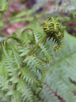 Thelypteris_limbosperma_HagenFarne_130713_ja19.jpg