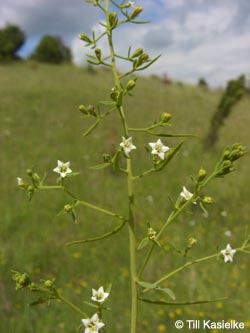 Thesium_linophyllon_Hoenselberg_100612_TK19.jpg