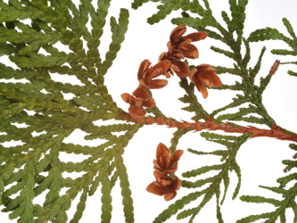 Thuja_occidentalis_1540_DM01.jpg