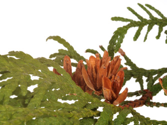 Thuja_occidentalis_1556_DM01.jpg