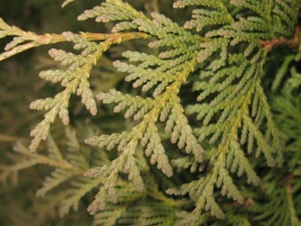 Thuja_occidentalis_BGDO311212_ja12.jpg