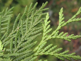 Thuja_occidentalis_BGDO311212_ja15.jpg