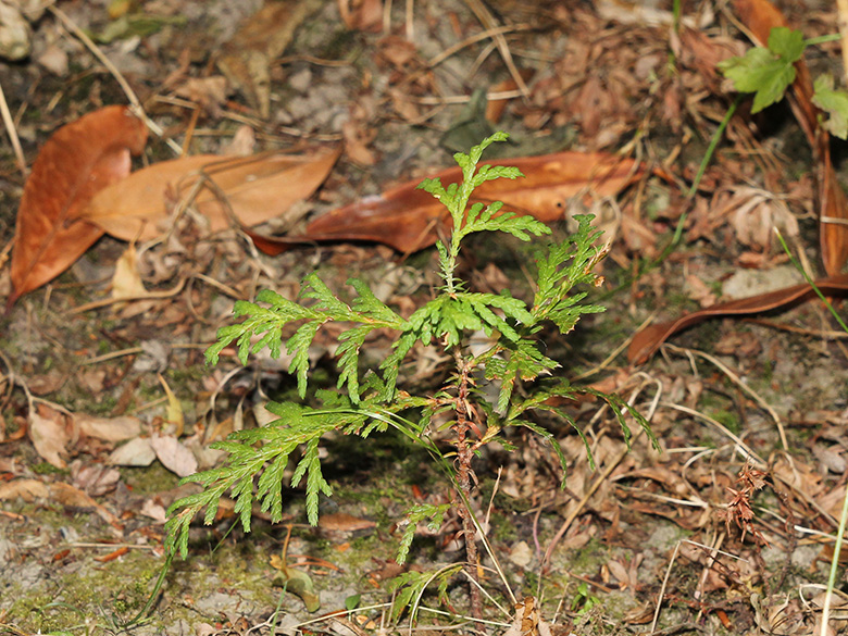 Thuja_occidentalis_BOHustadt_090719_CB01.jpg