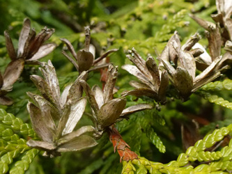 Thuja_occidentalis_BOWeitmarFranziskusfriedhof_060316_ho10.jpg