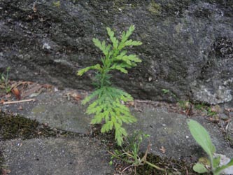 Thuja_occidentalis_BOZeppelinstr_250415_ja01.jpg