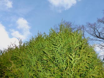 Thuja_occidentalis_BoWeitmarMatthaeusfriedhof230214_ho20.jpg